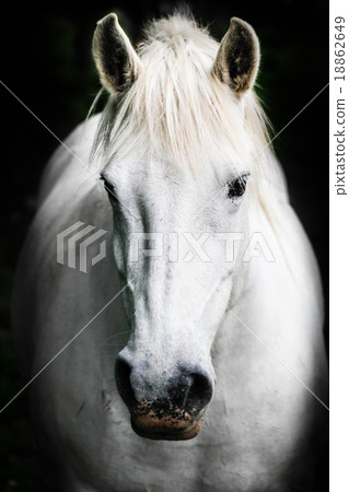 White horse. White horse. 18862649