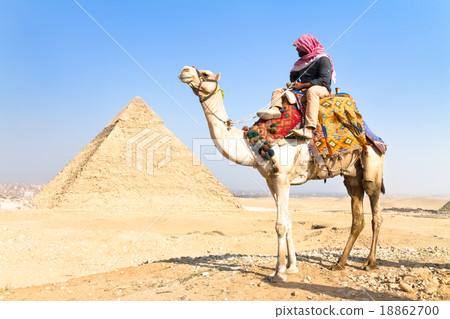 Camel at Giza pyramides, Cairo, Egypt. 18862700