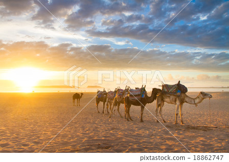 Camel caravan at the beach of Essaouira, Morocco. 18862747