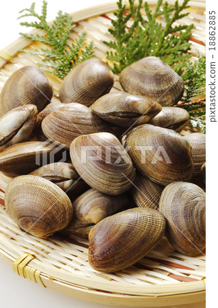 Clamshell Clamshell 18862885
