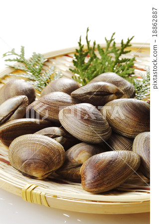 Clamshell Clamshell 18862887
