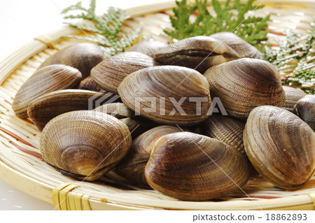 Clamshell Clamshell 18862893