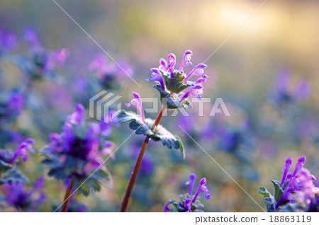 Hotokenoza shining in Chaoyang 18863119