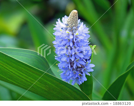 梭魚草屬 18863120