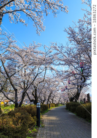 Cherry blossom early in the morning Cherry blossom early in the morning 18863272