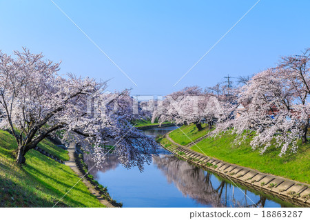 清早的櫻花 清早的櫻花 18863287