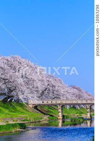 Cherry blossom early in the morning 18863298
