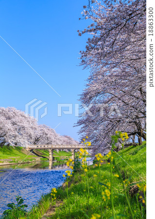 清早的櫻花 清早的櫻花 18863300