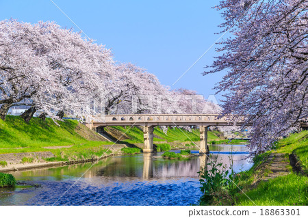 清早的櫻花 清早的櫻花 18863301