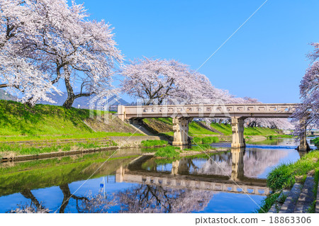 清早的櫻花 清早的櫻花 18863306