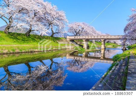 清早的櫻花 清早的櫻花 18863307