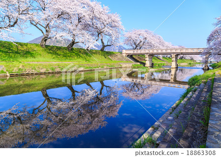 清早的櫻花 清早的櫻花 18863308