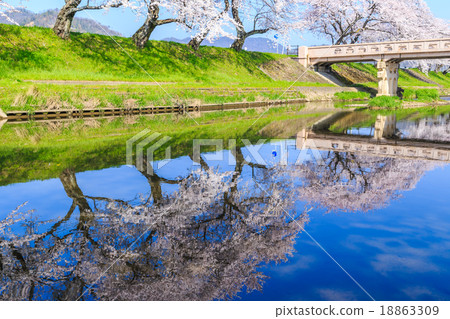 清早的櫻花 18863309