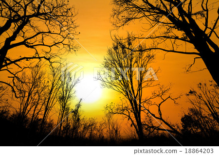Dawn in old beech forest Dawn in old beech forest 18864203