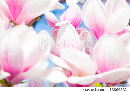 Magnolia tree blossom. Magnolia tree blossom. 18864282