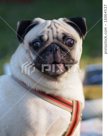 white fat cut pug dog portraits with leash white fat cut pug dog portraits with leash 18864537