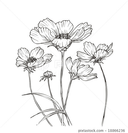 Hand drawn vector with cosmos flowers - Stock Illustration [18866236 ...