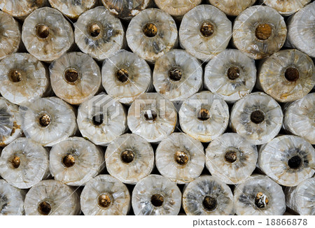 Oyster mushroom cultivation 18866878