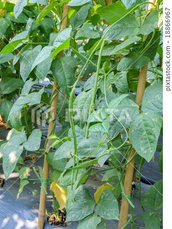 Yardlong bean plantation Yardlong bean plantation 18866967