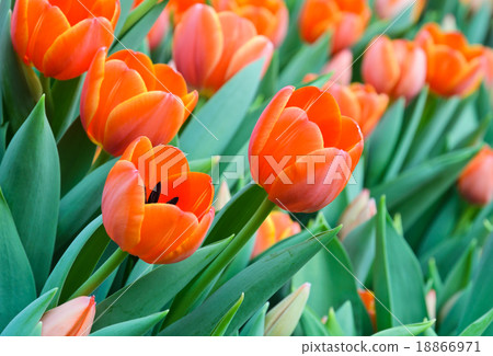 Beautiful orange tulip blossom Beautiful orange tulip blossom 18866971