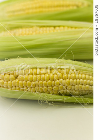 玉米 18867039