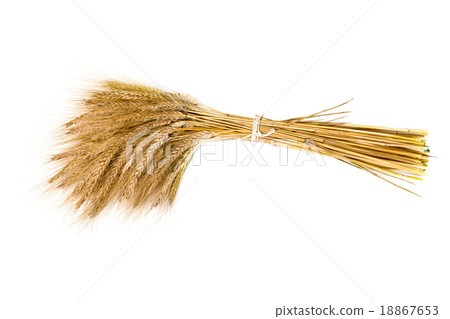 barley 18867653