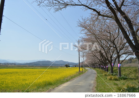 Rape blossoms and cherry blossoms 18867666