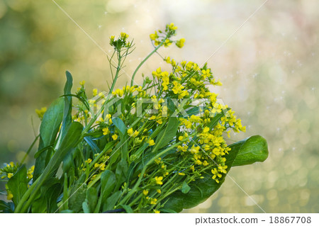 Green vegetable in garden, Choy sum,  18867708
