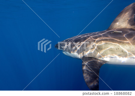 Great White shark ready to attack 18868082
