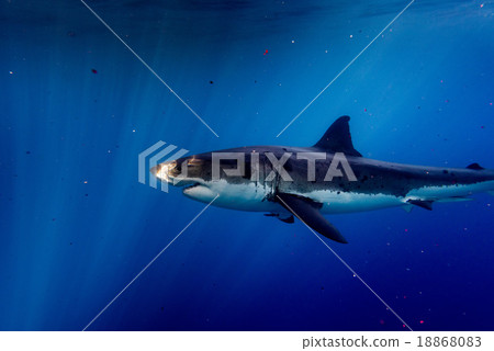Great White shark ready to attack 18868083