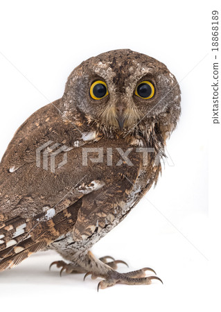 Oriental scops owl isolate on white background 18868189