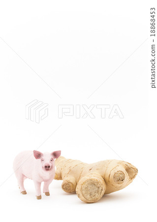 Pigs and ginger 18868453