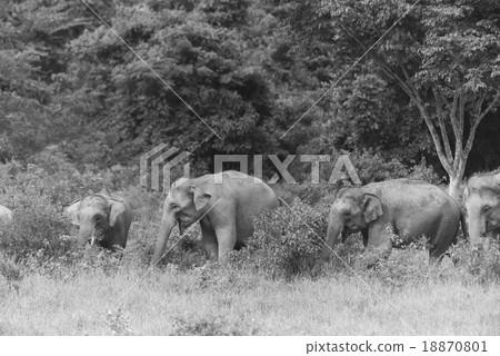 Thai elephant in nature of Kui Buri National Park Thai elephant in nature of Kui Buri National Park 18870801