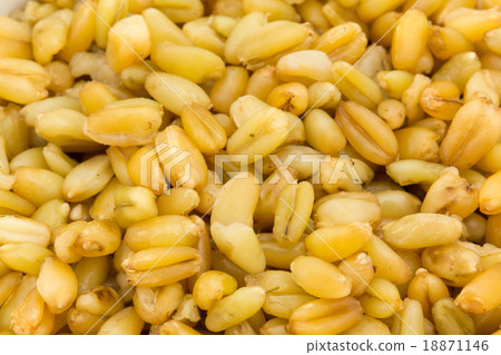 Freekeh after cooking: freeka (freeke) Freekeh after cooking: freeka (freeke) 18871146