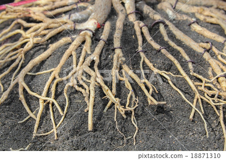 Adenium Root 18871310