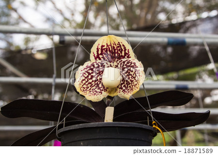 Paphiopedilum Orchid 18871589
