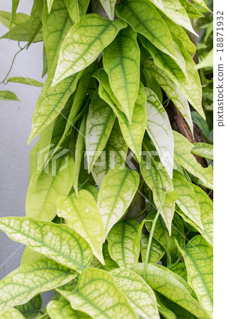 Yanang leaves ; Tiliacora Triandra 18871932