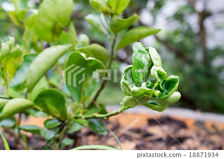 Lemon tree canker disease. Lemon tree canker disease. 18871934