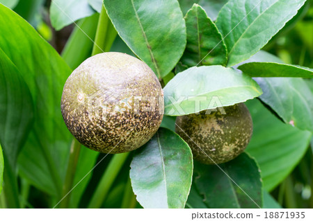 Lemon tree canker disease. Lemon tree canker disease. 18871935