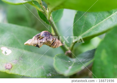 Fragments of insect molting Fragments of insect molting 18871936