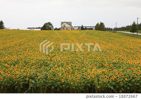 Sunflower field of the north earth 18872667