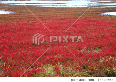 Hamcho herd of Lake Notoro Hamcho herd of Lake Notoro 18872668