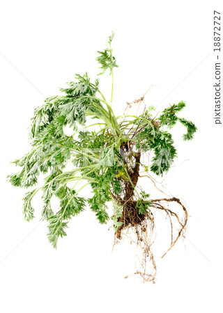 Wormwood (Artemisia absinthium L.)  with root 18872727