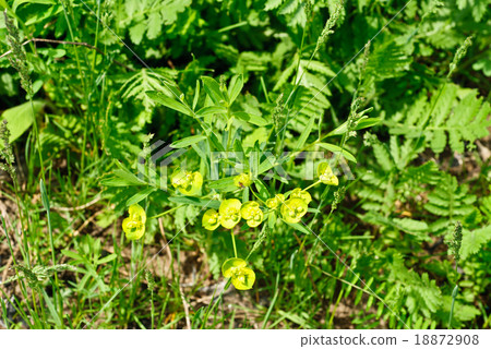 Euphorbia (.Euphorbia helioscopia L.) in a meadow 18872908