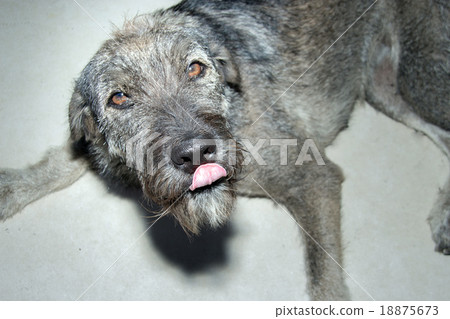 dirty stray dog 18875673