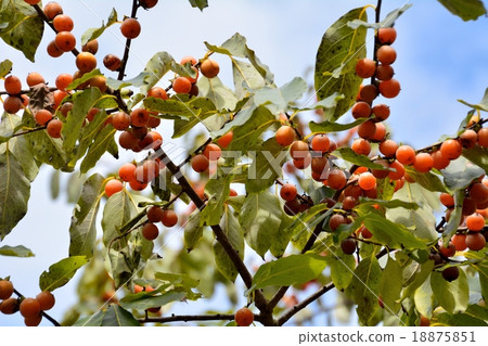 Small fruit of bean-persimmon Small fruit of bean-persimmon 18875851