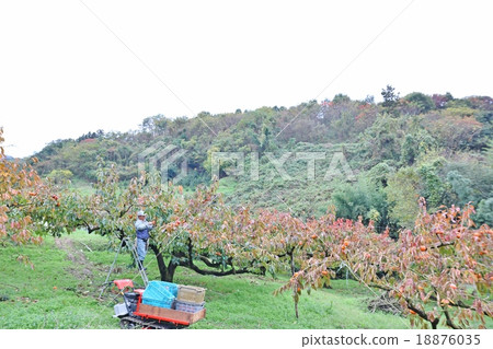 Persimmon harvest Male tripod whole body Right facing left position Persimmon harvest Male tripod whole body Right facing left position 18876035