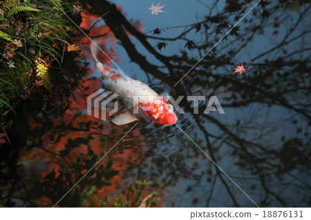 Nanzenji Tenshuan池塘的鯉魚 Nanzenji Tenshuan池塘的鯉魚 18876131
