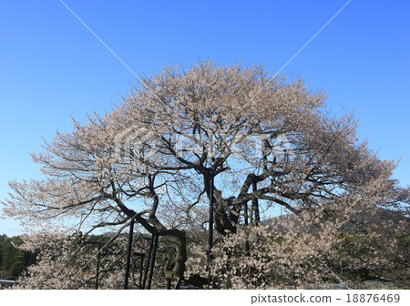 Cherry wharf Cherry wharf 18876469