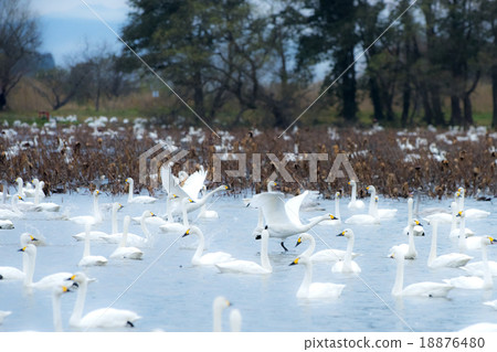天鵝在黎明時分 18876480
